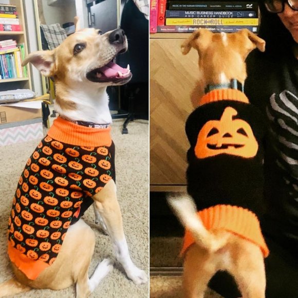 Halloween Jack-o'-Lantern Dog Sweaters L/XL (2 Set) - Picture 3 of 5